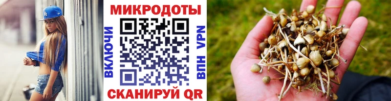 Псилоцибиновые грибы Psilocybe  Заполярный 